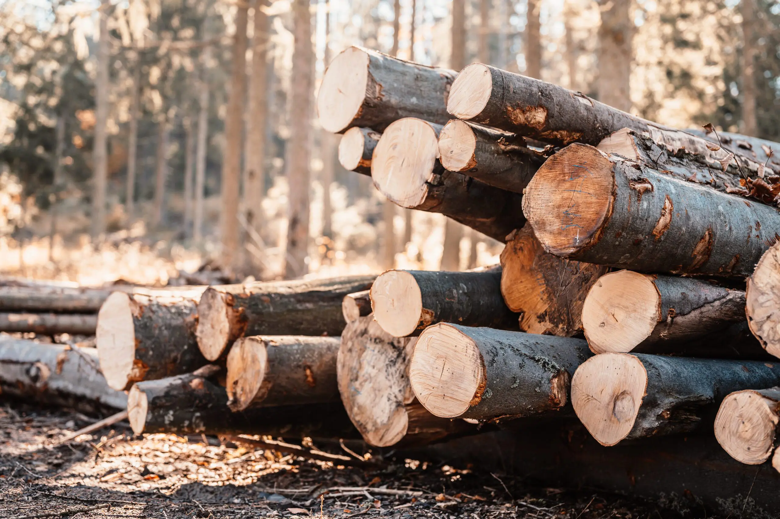 Sustainable land clearing practices in Southern New Jersey