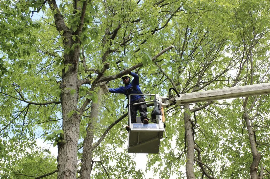 Bergholz's Tree Experts crew member trimming a tree from a bucket lift