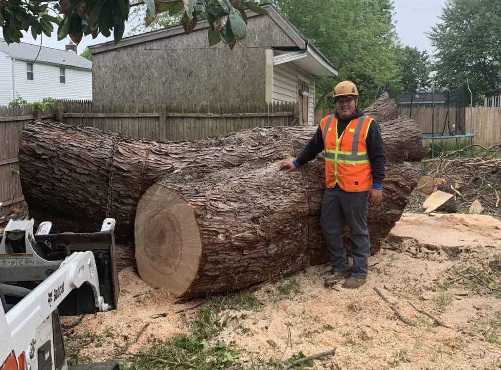 Bergholz's Tree Experts crew member beside large felled log sections at a removal job