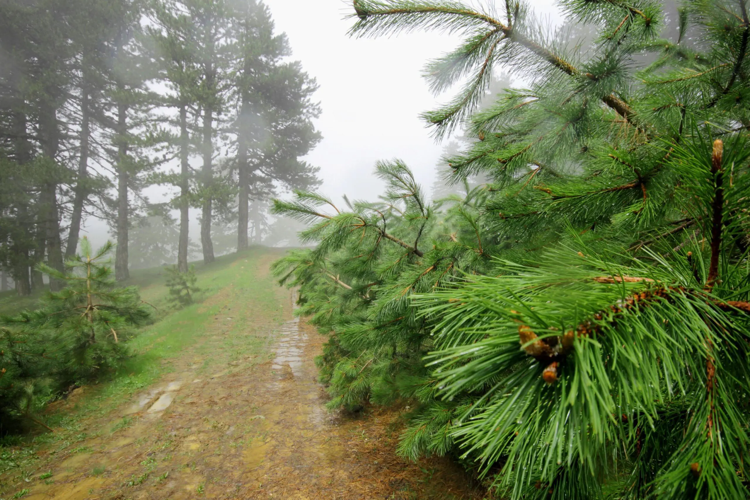 Trees for Severe Weather
