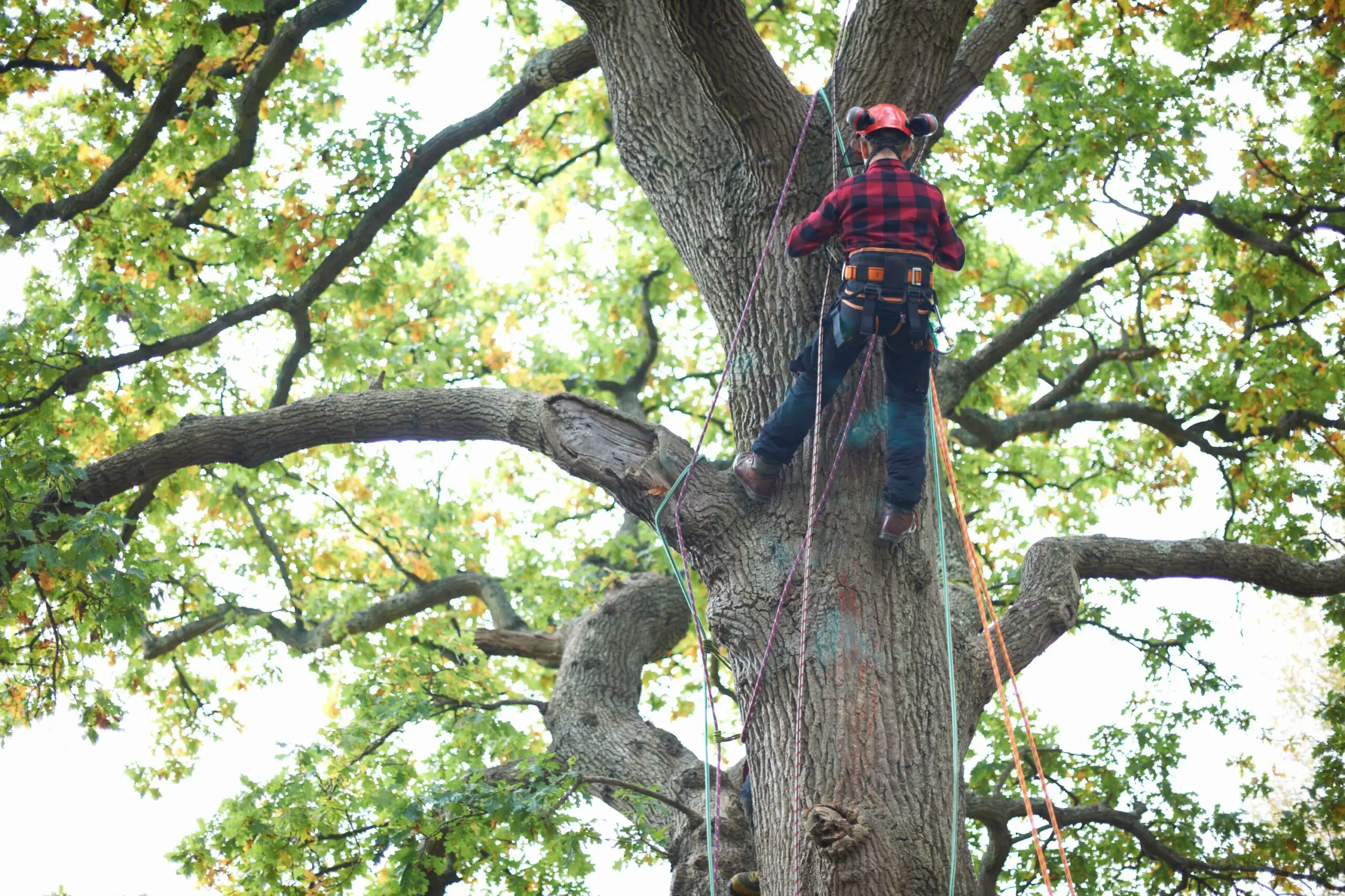 Tree Services