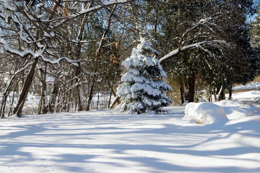 Trees Through Winter