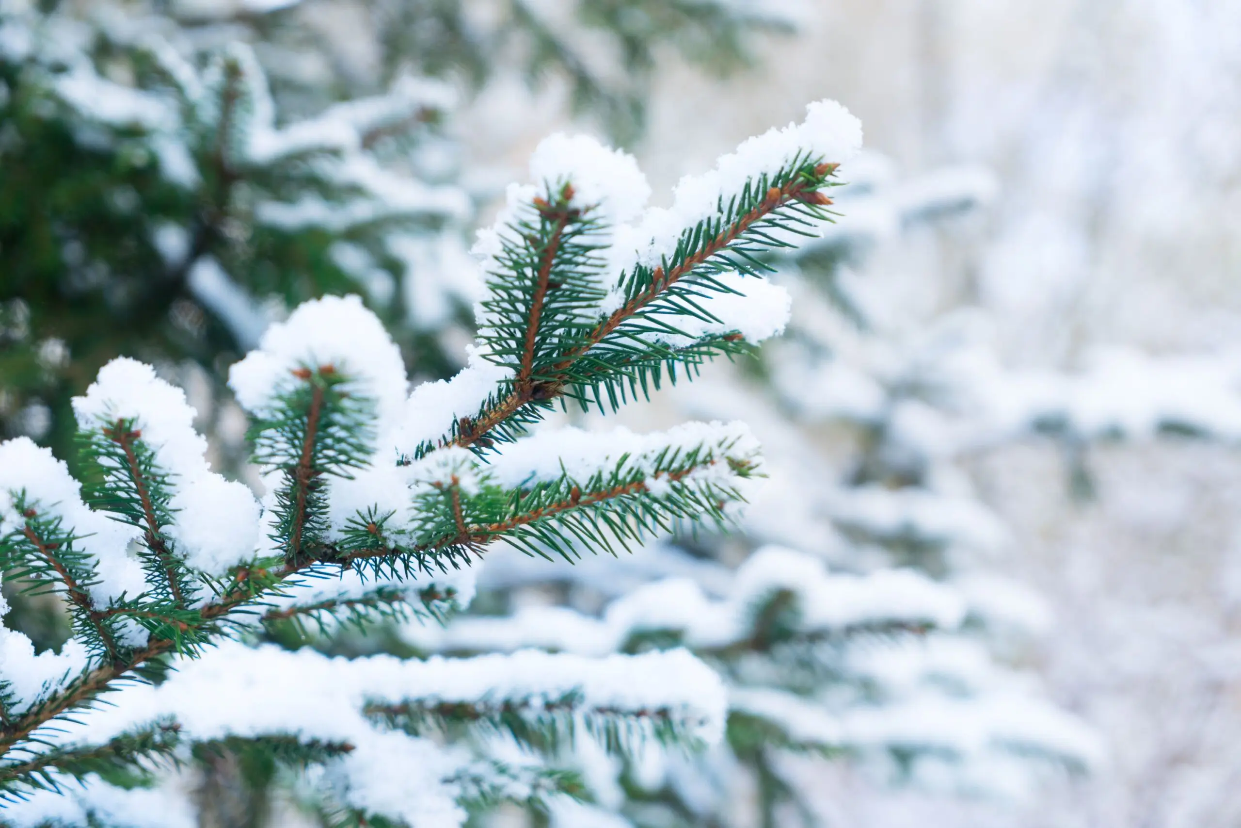 Winter Tree Ca