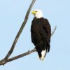 Bald Eagle in New Jersey