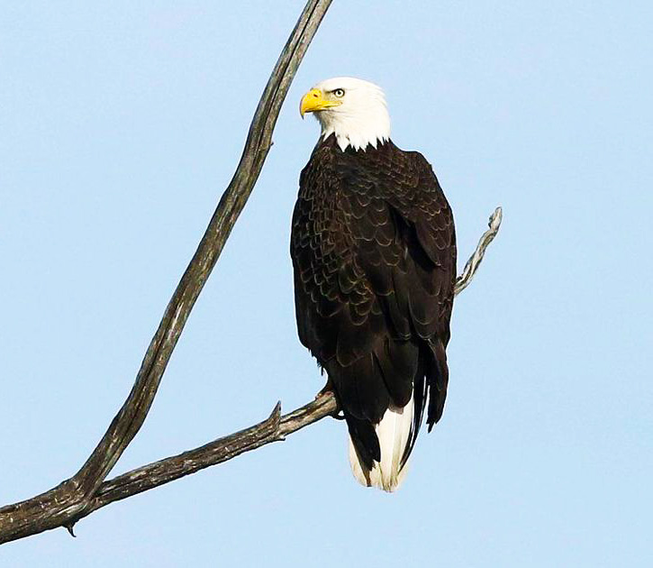Bald Eagle in New Jersey