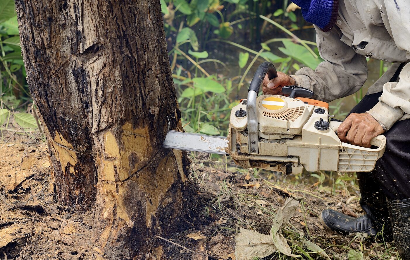 tree removal Remove Dead Trees