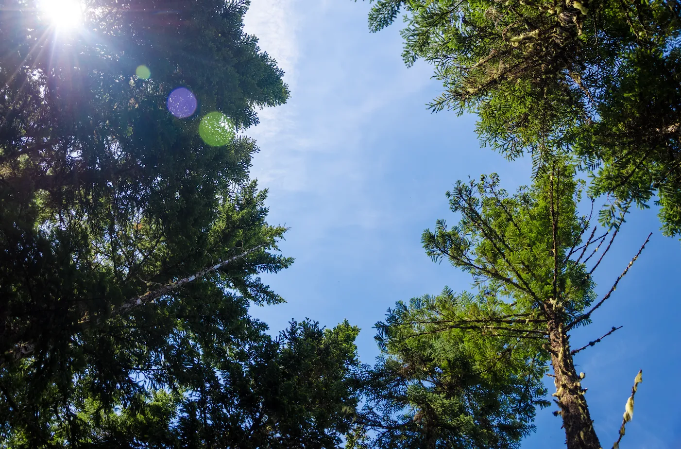 Tree health testing in South Jersey during seasonal weather changes