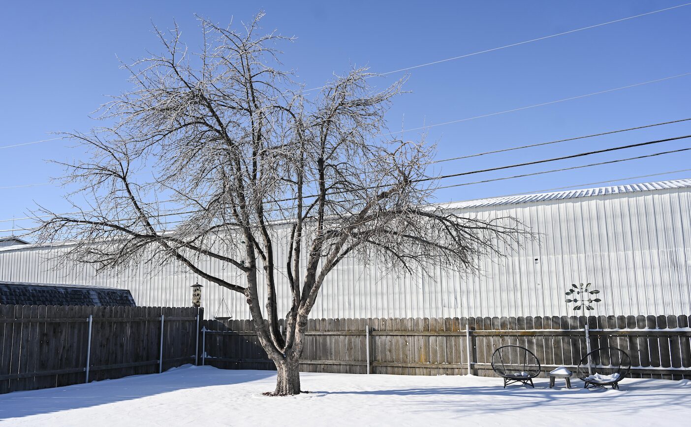 Trees in Winter