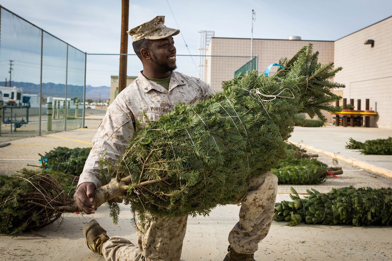 What Is Trees for Troops and How Bergholz’s Tree Experts Is Pitching In