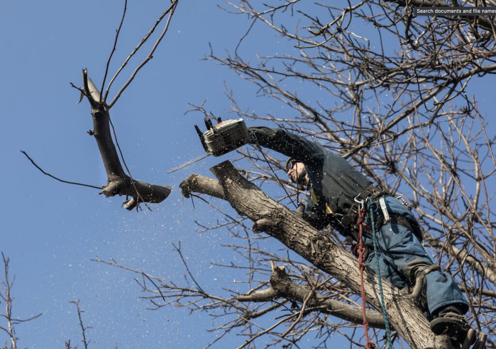 Arborist cutting a tree