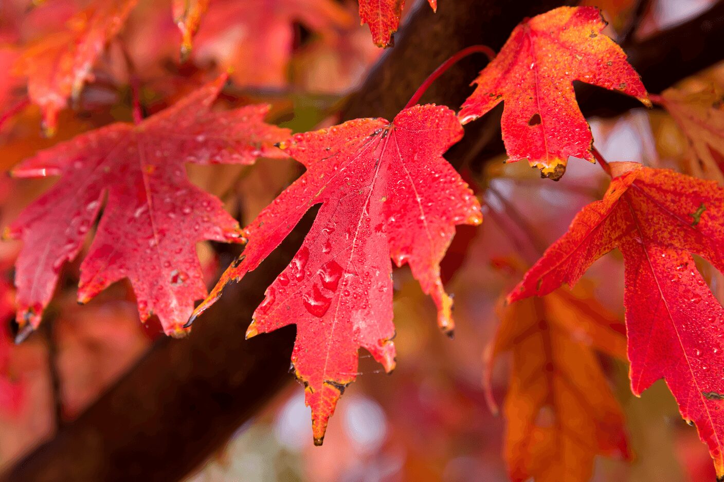 Autumn blaze maple