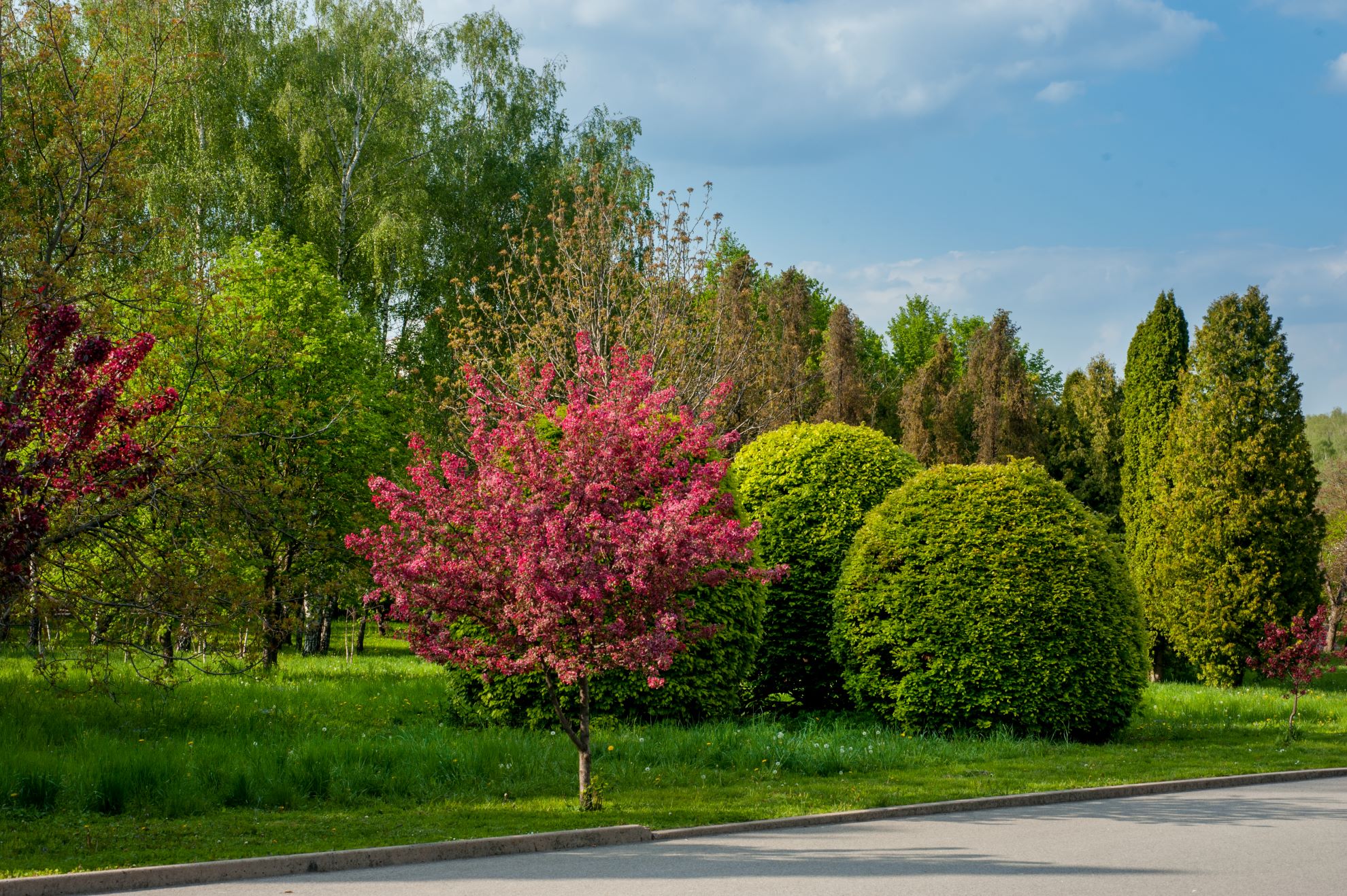 Trees