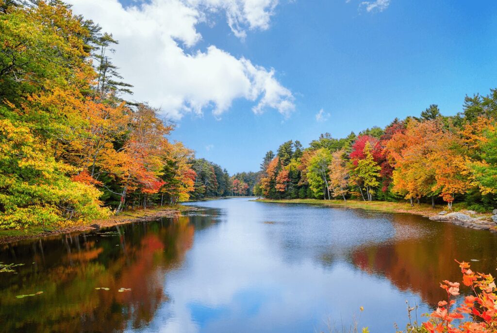 Best Trees for Stunning Fall Color in Southern New Jersey