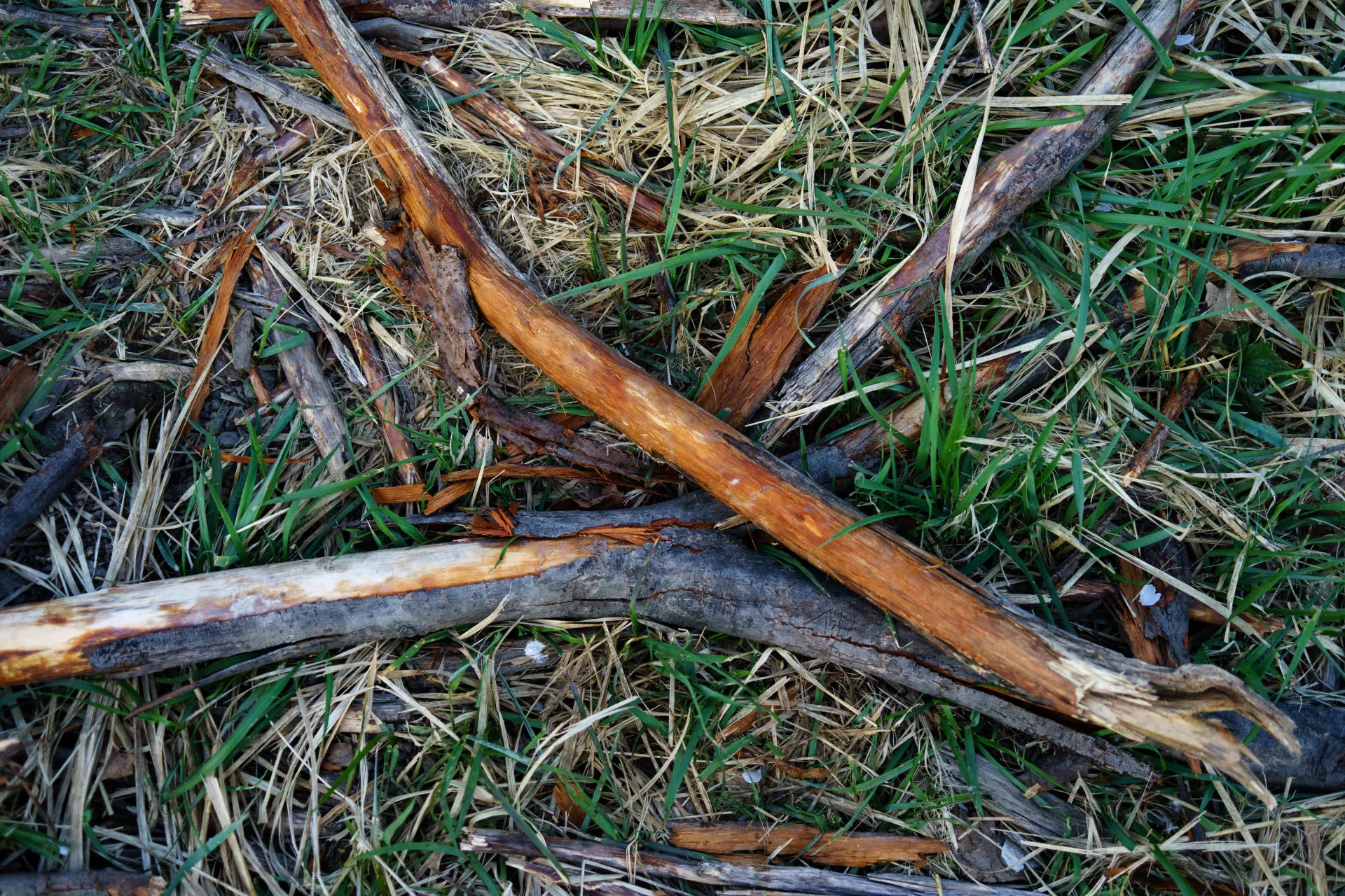 dead tree branches
