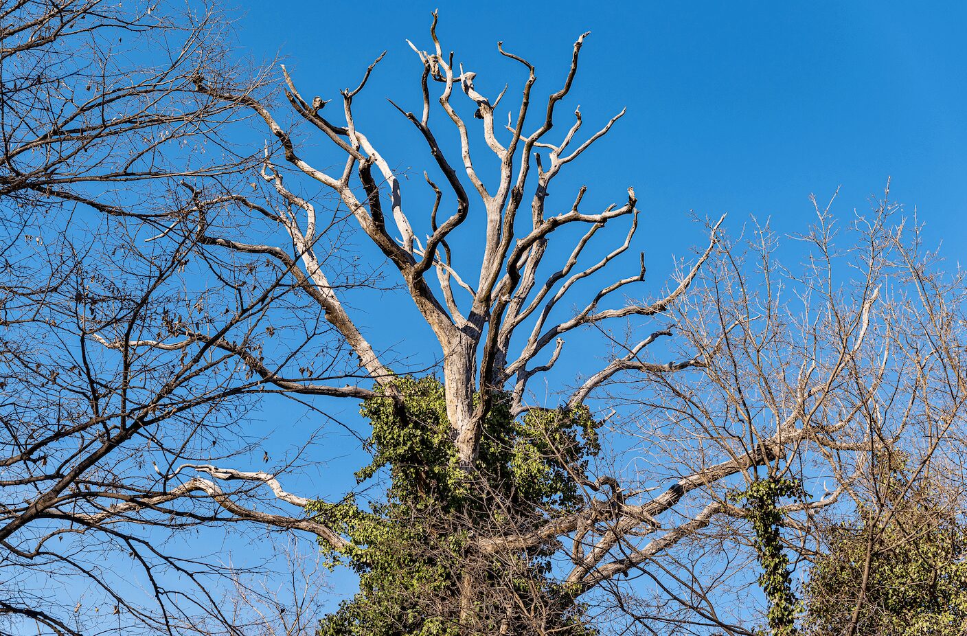 dead tree