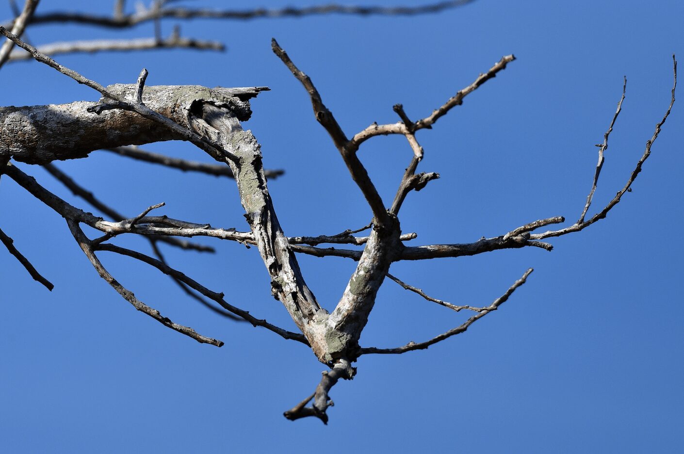 emergency tree removal