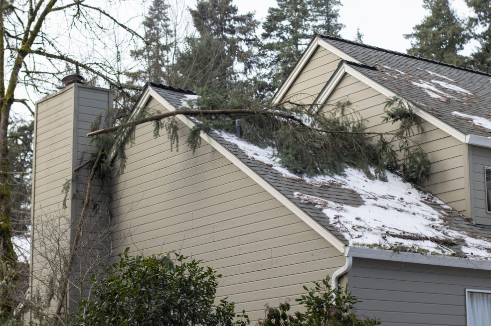 emergency tree removal