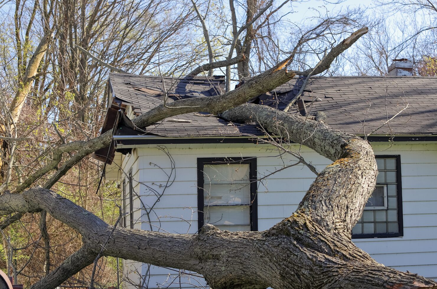 how much to remove fallen trees