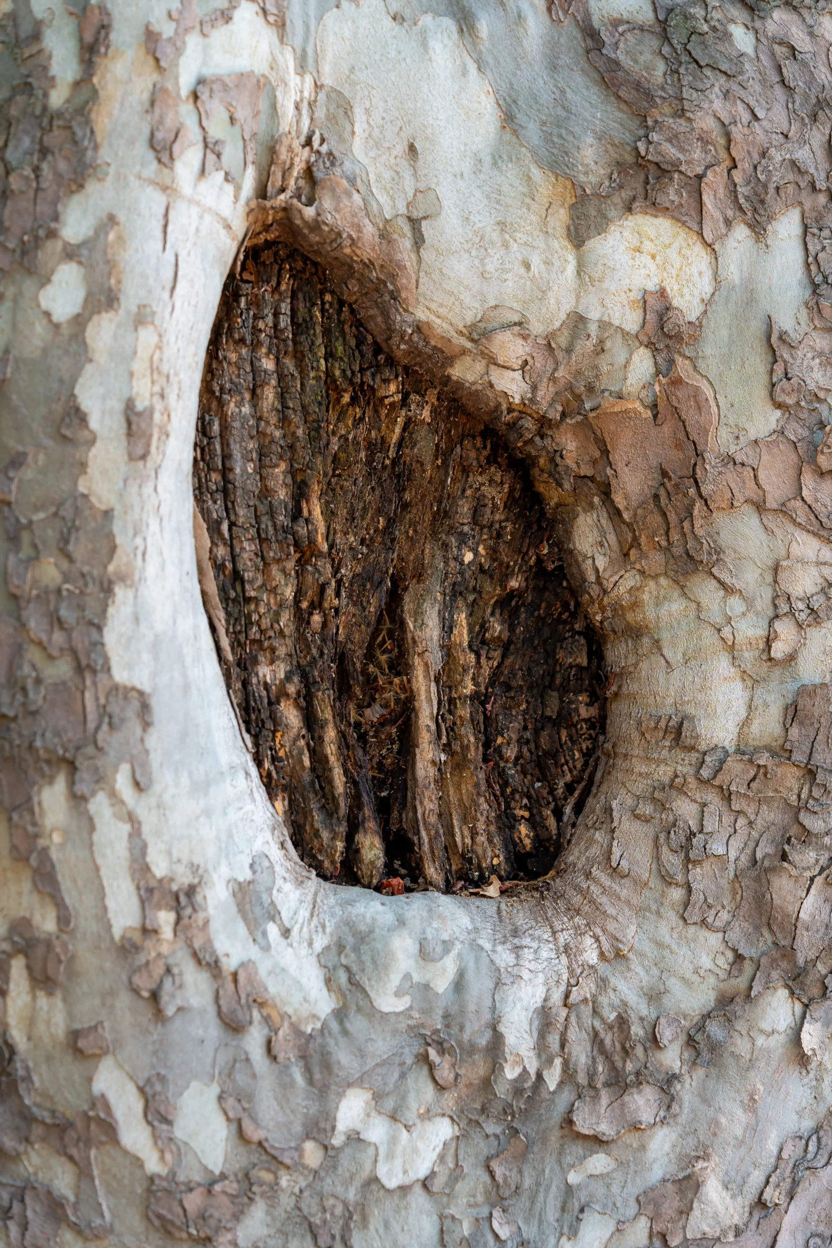 Tree Cavity