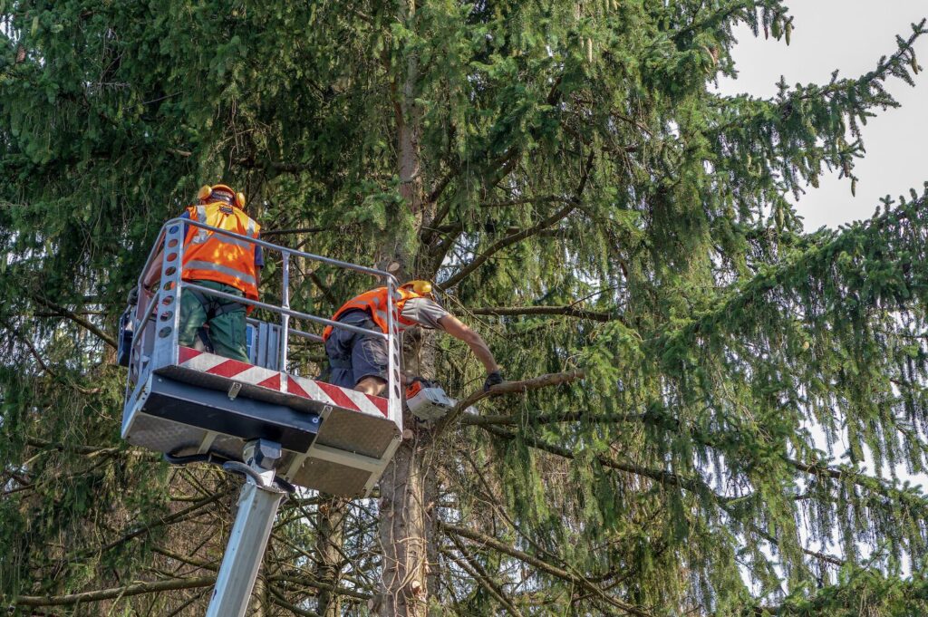 tree removal Remove Dead Trees