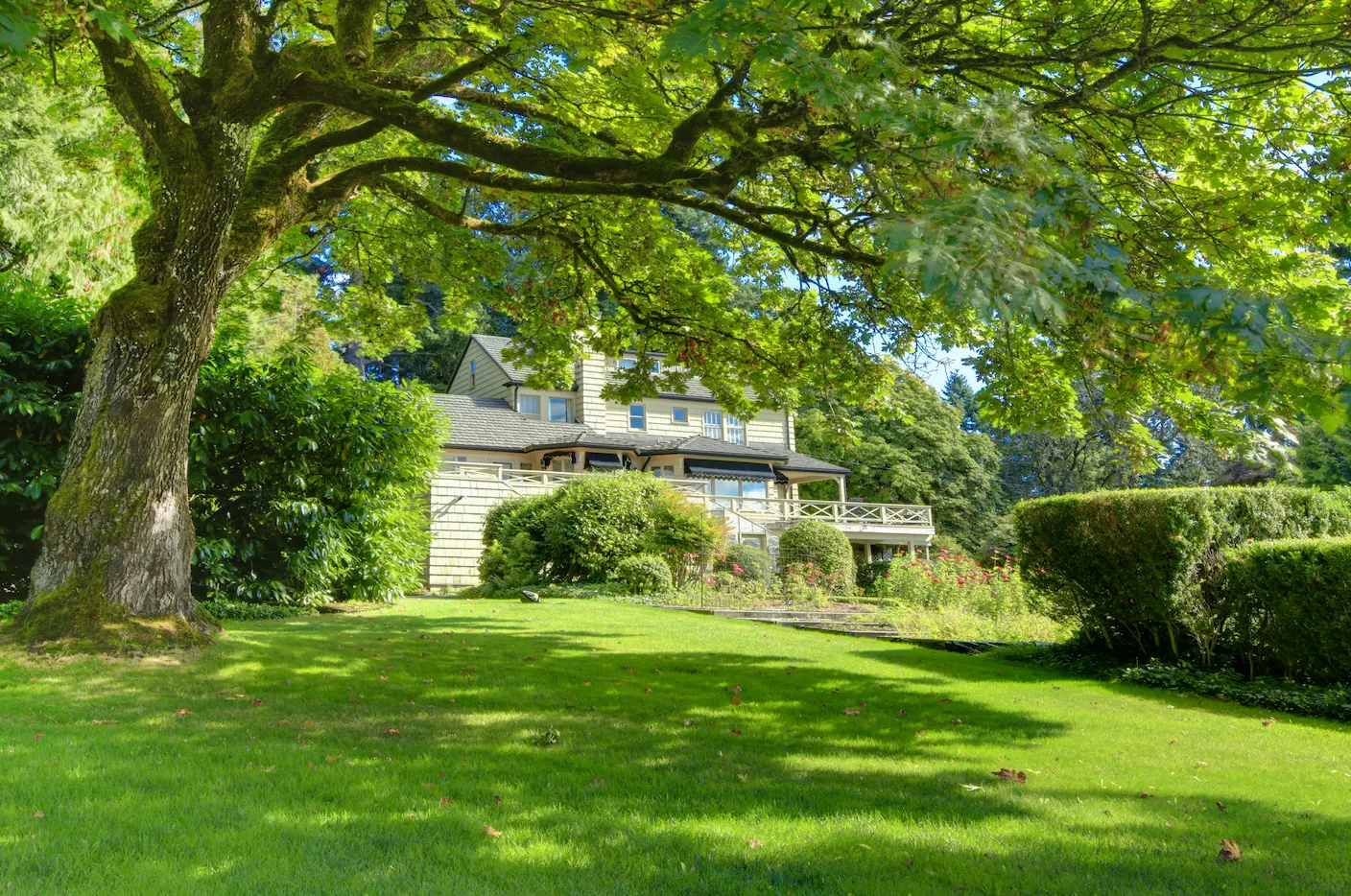 tree-removal-improves-lawn