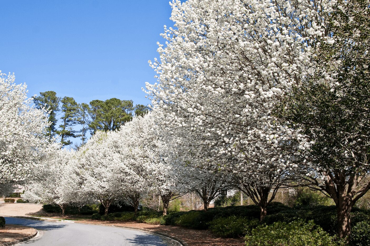tree species