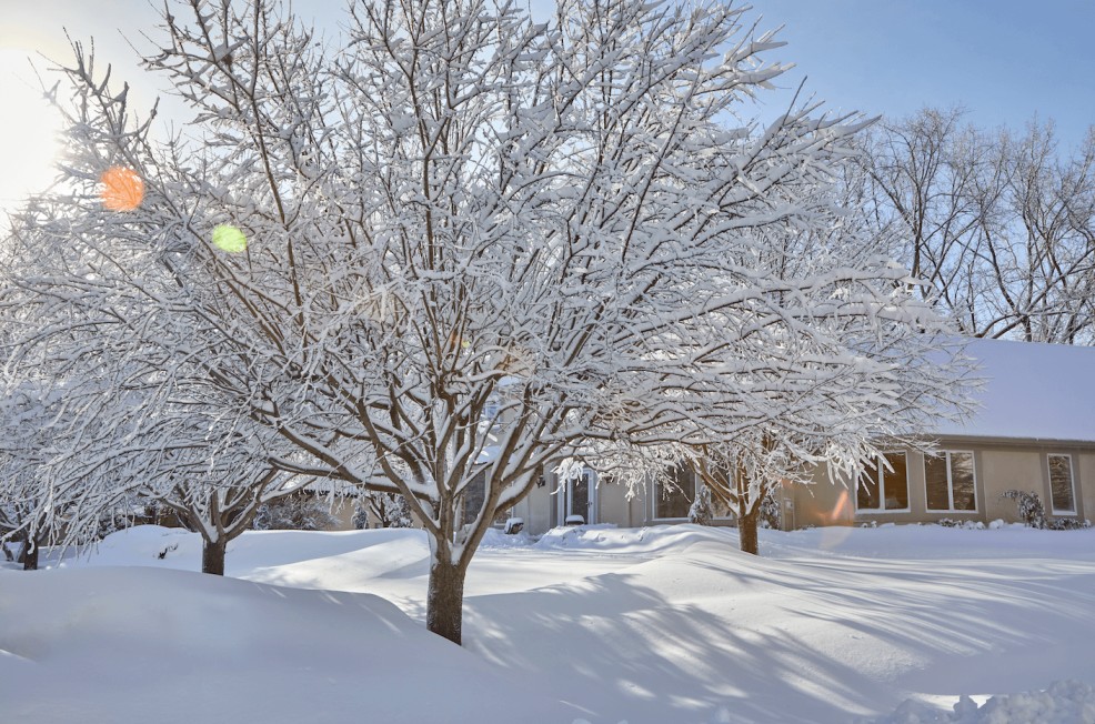 trees in winter