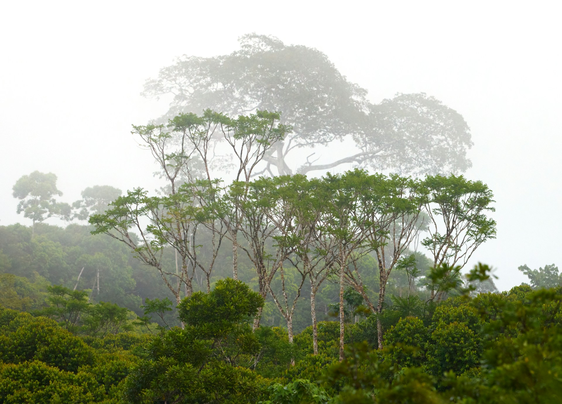 Native Tree Species